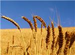 Whole Wheat